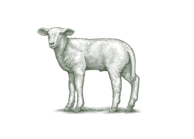 Lamb art